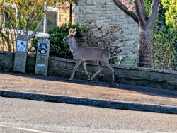 roe deer